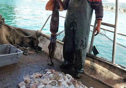 Πρέβεζα: Ψαράς σήκωσε τα δίχτυα του και δεν πίστευε στα μάτια του! Η απίστευτη ψαριά που κάνει τον γύρο του διαδικτύου (photo)