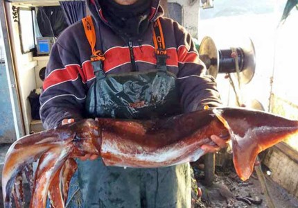 Πρέβεζα: Ψαράς σήκωσε τα δίχτυα του και δεν πίστευε στα μάτια του! Η απίστευτη ψαριά που κάνει τον γύρο του διαδικτύου (photo)