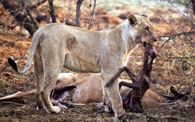 Λιοντάρι σκοτώνει μπαμπουίνο κι ανακαλύπτει το μωρό του- Δεν θα πιστεύετε την συνέχεια!
