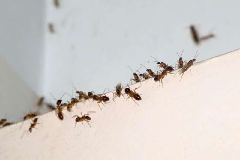 μυρμηγκια-σπιτι