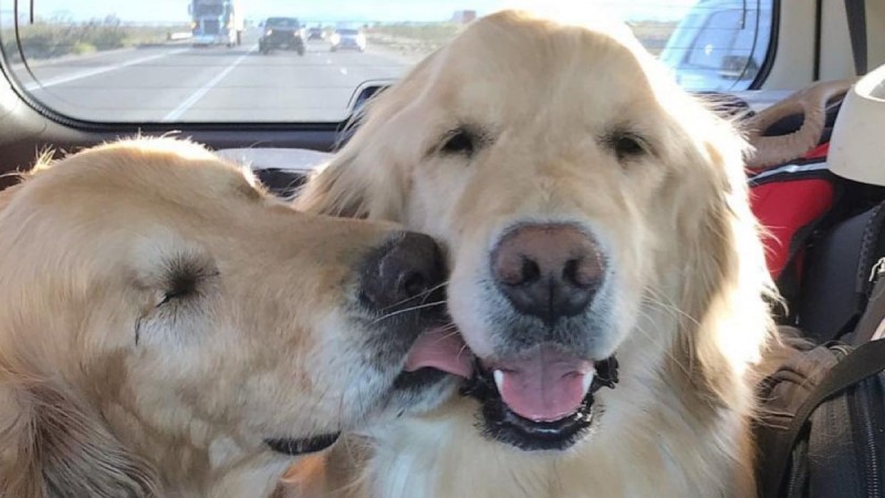 Ένας τυφλός σκύλος έχει για οδηγό μια σκυλίτσα που είναι πάντα δίπλα του - Φωτογραφίες που σίγουρα θα σας συγκινήσουν