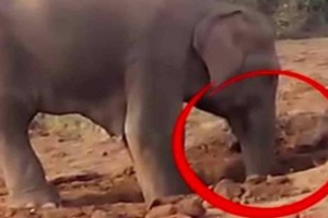 Αυτός ο ελέφαντας για 11 συνεχόμενες ώρες σκάβει μια τρύπα στο χώμα - Ο λόγος; Θα σας συγκινήσει!