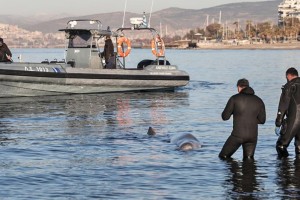 Φάλαινα στον Άλιμο: Ολονύχτια προσπάθεια να σωθεί ο «Σωτήρης» - Τον μετέφεραν στ' ανοιχτά