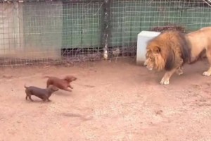 Άφησαν 2 κουτάβια μέσα στο κλουβί με το λιοντάρι - Δείτε την αντίδραση του άγριου ζώου που έγινε παγκόσμιο viral