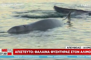 Απίστευτο - Το είδαμε κι αυτό: Φάλαινα φυσητήρας στα ρηχά του Αλίμου! (Video)