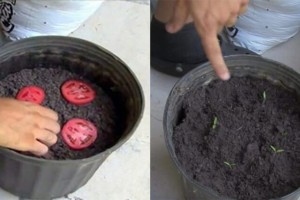 Δεν θα αγοράσετε ξανά ντομάτες: Πως θα καλλιεργήσετε τις δικές σας στον κήπο (Βίντεο)