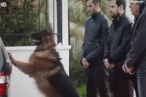 Σασμός: Η σκηνή με τον σκύλο του Πετρή συγκλόνισε το Twitter