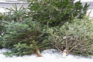 Απίστευτο! Αυτός ο δήμος ανακυκλώνει τα χριστουγέννιατικα δέντρα των δημοτών του