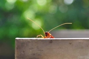 Αυτά τα 8 πράγματα τις φέρνουν σπίτι: Όσα πρέπει να αποφύγετε για να μην ξαναδείτε κατσαρίδες μπροστά σας!