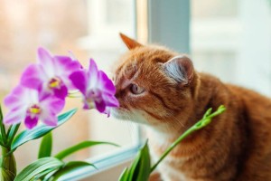 Έχετε γάτα στο σπίτι; Απαγορεύεται δια ροπάλου να έχετε αυτό το φυτό - Κινδυνεύει μέχρι και με δηλητηρίαση
