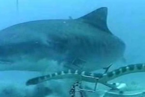 Καρχαρίας εναντίον φιδιού σε μια σπάνια μάχη - Το βίντεο που έχει ξεπεράσει τις 20.000.000 προβολές (Video)