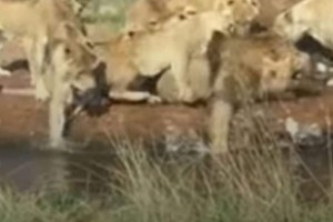 9 Λέαινες κατασπαράζουν αρσενικό λιοντάρι - Ανατριχιαστικό!