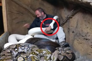 Αυτός ο άνδρας κάθεται αγκαλιά με αυτά τα φίδια και... δε φαντάζεστε τι κάνει μαζί τους! (video)