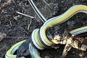 Ανατριχιαστικό: Φίδι αρπάζει... σαύρα και παλεύει για την επιβίωση! Μάχη που κόβει την ανάσα