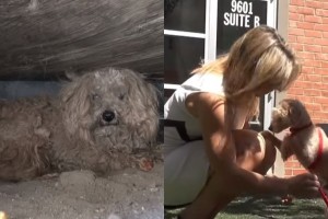 Ραγίζει καρδιές: Ο σκύλος που έμεινε μόνος μετά τον θάνατο του κηδεμόνα του χαμογελάει ξανά (video)