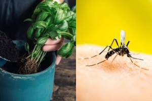 Κουνούπια «καπούτ»: Το φυτό που θα σας σώσει από το μεγαλύτερο βασανιστήριο του καλοκαιριού