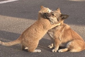 Αδέσποτο γατάκι παρηγορεί εγκαταλελειμμένο κουτάβι που ψάχνει τους γονείς του (photos-video)
