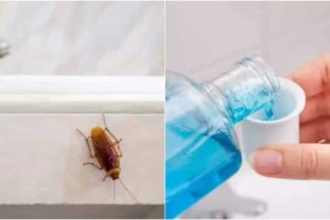Δε χρησιμεύει μόνο στο μπάνιο πρωί-βράδυ: Αυτό είναι το υγρό που θα εξαφανίσει τις κατσαρίδες από όλο το σπίτι