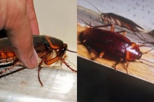 "Τελευταία πράξη" για τις κατσαρίδες στο σπίτι - Εξαφανίστε τις με ξύδι και άλλα 2 φυσικά υλικά