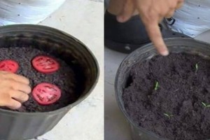 Δεν θα αγοράσετε ξανά ντομάτες: Καλλιεργήστε τις δικές σας στον κήπο!