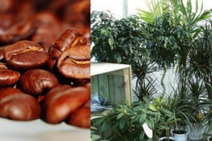 Ο απίστευτος λόγος που πρέπει να ρίξετε καφέ στα φυτά σας - Δεν σας πάει το μυαλό