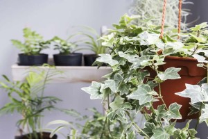 Υγρασία στο σπίτι; Αυτά τα φυτά εσωτερικού χώρου θα διώξουν τη μούχλα από τον χώρο σας