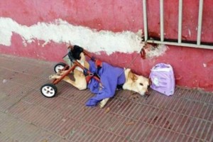 Παράλυτος σκύλος με τις πάνες και την σπασμένη αναπηρική καρέκλα του εγκαταλείπεται στο δρόμο