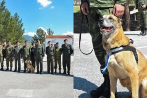 Τιμήθηκε για τις υπηρεσίες της: Η σπουδαία Ελληνίδα σκυλίτσα φύλακας είναι μητέρα 43 σκύλων-στρατιωτών!
