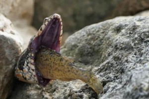 Εικόνες τρόμου στην άγρια φύση - Φίδι πνίγεται ενώ προσπαθεί να καταπιεί ψάρι (photos)