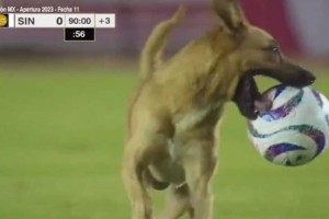 Σκύλος διέκοψε αγώνα, παίρνοντας την μπάλα και... ντριμπλάροντας τους σεκιουριτάδες! (video)