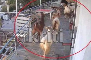 Κατσίκες «μπούκαραν» σε εξοχική κατοικία και κατέστρεψαν τα πάντα (video)