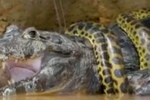 Κόβει την ανάσα: Γιγάντιο φίδι ανακόντα σφίγγει τεράστιο αλιγάτορα μέχρι τελικής πτώσης!