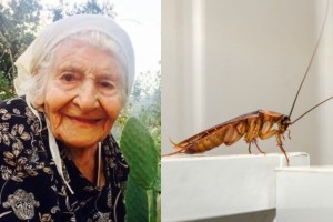 Επιχείρηση «γιαγιά»: Το αλάνθαστο παραδοσιακό κόλπο των γιαγιάδων για την εξόντωση των κατσαρίδων στο σπίτι