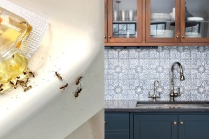 Τέλος στα μυρμήγκια στο σπίτι - 10 φυσικοί τρόποι εξόντωσης