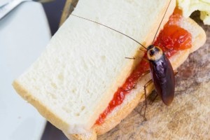 Ορκισμένοι εχθροί της κατσαρίδας: 6 φυσικοί τρόποι για να τις απωθήσετε άμεσα