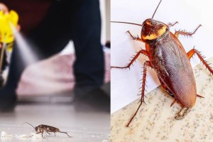 Αλάνθαστη «παγίδα» για τις κατσαρίδες:  Το κόλπο με τα μπαλάκια από 2 υλικά που θα τις κάνει «καπνό»