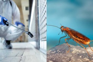 «Εξαφανιζόλ» οι κατσαρίδες: Το «φονικό» κουτί που θα τις αποτελειώσει στο τσακ μπαμ