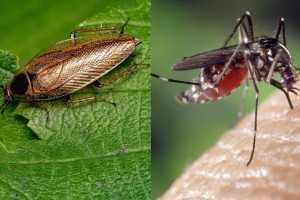 Ο Σπύρος Σούλης «κρούει» τον κώδωνα του κινδύνου: Αυτά τα 8 πράγματα κάνετε και προσελκύετε κατσαρίδες και κουνούπια στο σπίτι