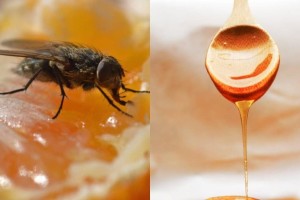 Παγίδα για μύγες: «Γλυκό» κόλπο για να μην τις δεις σπίτι σου φέτος το καλοκαίρι