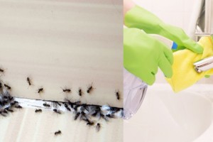 Μυρμήγκια στο σπίτι; Εξαφάνισε τα με 10 φυσικούς τρόπους!