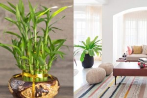 Τα φυτά της καλοτυχίας: 12 υπέροχα φυτά που χαρίζουν θετική ενέργεια και δε πρέπει να λείπουν απο το σπίτι