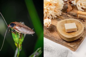«Goodbye» κατσαρίδες: 3+1 σπιτικά μυστικά για να τις ξεφορτωθείς μία και καλή