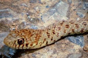 Απίστευτο: Βρέθηκε στη Θεσσαλονίκη φίδι δύο μέτρων μέσα σε ντουζιέρα σπιτιού (video)