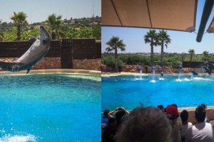 Αττικό Ζωολογικό Πάρκο: Ποινή φυλάκισης στην ιδιοκτήτρια για τις παραστάσεις με τα δελφίνια (video)