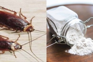 Εξαφανίστε τις κατσαρίδες από το σπίτι σας: Οι 3 πιο φυσικές και ασφαλείς μέθοδοι
