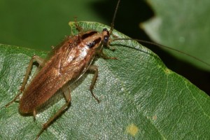 Τέρμα οι κατσαρίδες: Ο καλύτερος οδηγός για σωστή πρόληψη - Τι μπορείς να πάθεις από αυτές 