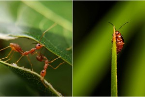 «Πάπαλα» οι απρόσκλητοι επισκέπτες: 3 φυσικοί τρόποι για να εξαφανίσετε κατσαρίδες και μυρμήγκια