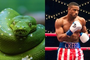 Πώς λέγεται το φίδι που έγινε πρωταθλητής στην πυγμαχία: Το καμένο ανέκδοτο της ημέρας (29/5)