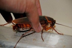 Κατσαρίδες: Εξόντωσε τις μια για πάντα από το σπίτι - 8 φυσικοί τρόποι που θα σου λύσουν τα χέρια