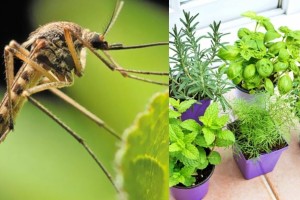 5 Φυτά θαύμα: Διώχνουν τα κουνούπια και μυρίζουν υπέροχα
